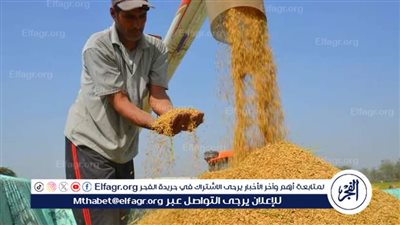 سعر طن الأرز الشعير اليوم الأربعاء 11 ديسمبر 2024.. بكام عريض الحبة؟