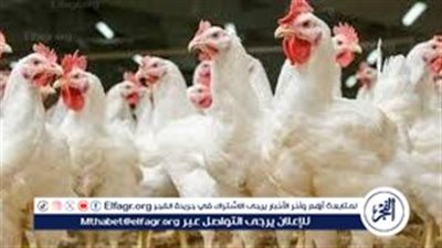 انخفاض أسعار الفراخ اليوم الأربعاء 18 ديسمبر 2024 في الأسواق