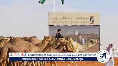  800 فردية تتنافس على لقب بيرق الموحد لفئة المجاهيم في مهرجان الملك عبدالعزيز للإبل