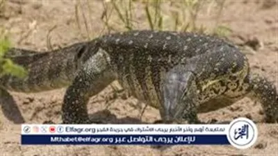بعد ظهوره في مصر.. ما هو حيوان الورل النيلي؟