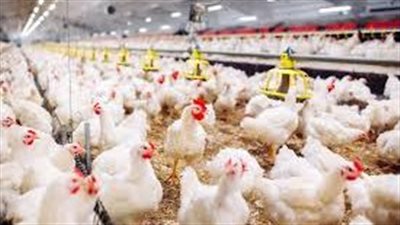 بشرى سارة عن أسعار الفراخ في 2025