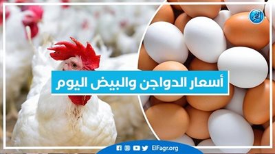 أسعار الدواجن والبيض اليوم الأحد 29-12-2024 بمحافظة البحيرة