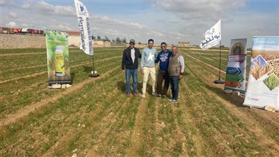 زراعة القمح بالسطارة والمصاطب تبدأ في قرى بنجر السكر ببرج العرب