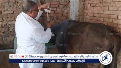 محافظ الدقهلية: تحصين وكشف وفحص وعلاج أكثر من 465 ألف رأس ماشية وطيور 