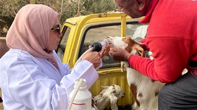 تحصين 168 ألف رأس ماشية ضد أمراض الحمى القلاعية والوادي المتصدع بالجيزة