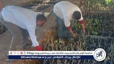  زراعة 45 ألف شجرة ضمن المرحلة الثانية لمبادرة «100 مليون شجرة»