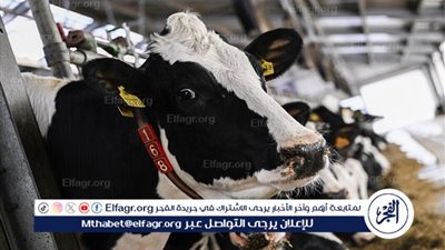 بسبب الحمى القلاعية.. روسيا توقف استيراد المنتجات الحيوانية من ألمانيا