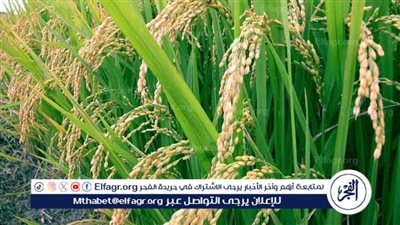 ننشر أهداف وتعديلات قانون الزراعة لحماية الأمن الغذائي بعد إقراره.. اعرفها