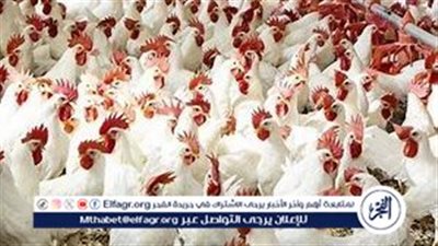 أسعار الدواجن اليوم الأحد 2-2-2025 في الدقهلية
