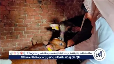 محافظ الدقهلية: تحصين 15986رأس ماشية ضد مرض الجلد العقدي وجدري الأغنام 