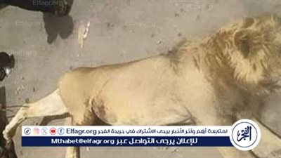 أسد حديقة حيوان الفيوم يلتهم حارسه الخاص بعد هجومه عليه أثناء وجبة الغداء