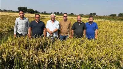 جامعة بنها تتقدم لتسجيل صنفين جديدين للأرز عالي الجودة 