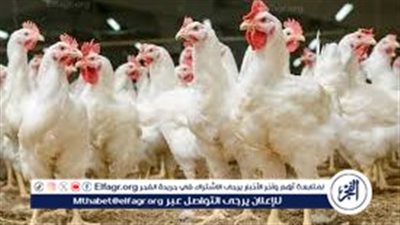أسعار الفراخ والدواجن اليوم 2 نوفمبر 2025: تباين في الأسعار وأهمية الدواجن في المائدة المصرية