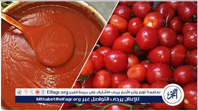 تخزين الطماطم: طرق مبتكرة للحفاظ عليها طازجة لأطول فترة