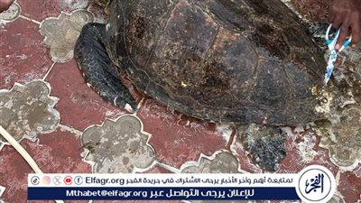 تفاصيل العثور على سلحفاة بحرية نادرة بشاطئ الإسكندرية ونقلها للعلاج ببورسعيد 