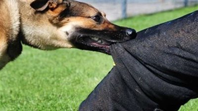 تفاصيل إصابة طفل عقره كلب في كرداسة