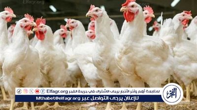 بورصة الدواجن.. أسعار الفراخ البيضاء اليوم الثلاثاء 9-9-2025 في قنا
