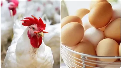 كرتونة البيض بكام؟.. أسعار الفراخ اليوم الثلاثاء 11 فبراير في بورصة الدواجن 