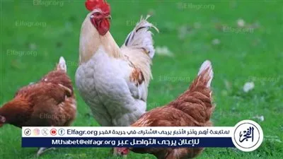 ارتفاع أسعار الفراخ اليوم الأربعاء 12 فبراير 2025 في الأسواق وبورصة الدواجن