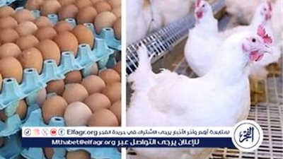 استقرار أسعار الدواجن والبيض في الأسواق اليوم الجمعة 14 فبراير 2025