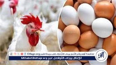 شعبة الدواجن تكشف سبب ارتفاع أسعار الكتاكيت