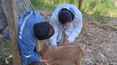  كلية طب بيطري الزقازيق توجه قافلة مجانية لقرية 