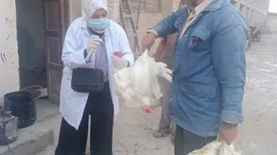 تحصين أكثر من 68 ألف طائر ضد مرض أنفلونزا الطيور والأمراض الوبائية خلال شهر بالشرقية