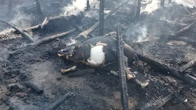 نفوق جمل وجاموسة في حريق بعشة مواشي بالمنوفية