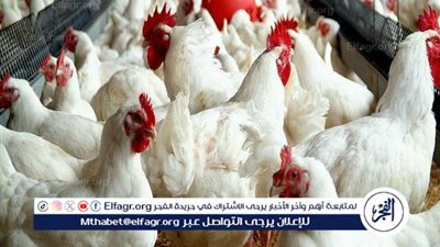 أسعار الدواجن وأجزاءها في أول أيام رمضان 2025.. استقرار نسبي في السوق