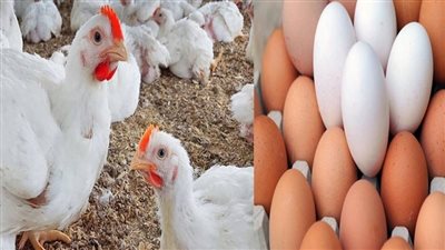 اسعار الدواجن والبيض اليوم الاحد 2 مارس 2025 في الأقصر