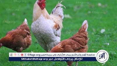 استقرار أسعار الدواجن والبيض في الأسواق المصرية اليوم الأربعاء 5 مارس 2025