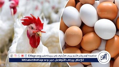 استقرار أسعار الدواجن اليوم في الأسواق المحلية وبورصة الدواجن