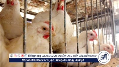 تباين في أسعار الدواجن في الأسواق المصرية اليوم الخميس 13 مارس 2025