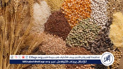 استقرار أسعار الأعلاف اليوم السبت 15 مارس 2025 مع تغيرات في الذرة المستوردة