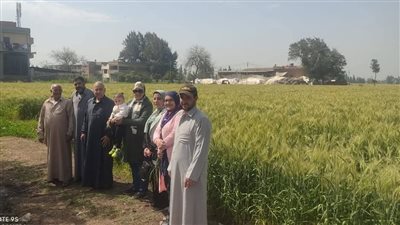 محافظة الدقهلية تزرع 271 ألف فدان من محصول القمح في الموسم الحالي