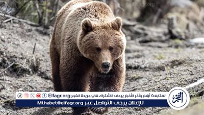  دببة أنقذت أرواح الطيارين وفقدت حياتها في قاعدة جوية أمريكية