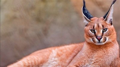 يثير الذعر في إسرائيل بعد مهاجمته جنود الاحتلال.. كل ما تريد معرفته عن الوشق المصري المفترس