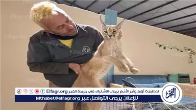  قط الوشق البري المصري يهاجم جنود إسرائيل..موجود من أيام الفراعنة