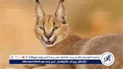 الوشق المصري.. يتسلل إلى قاعدة إسرائـيلية ويتسبب في ذعر واسع بين الجنود