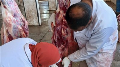 بيطرى الأقصر:إعدام كلى لعجل بوزن 500 كجم بعد ذبحه بمجزر الحبيل