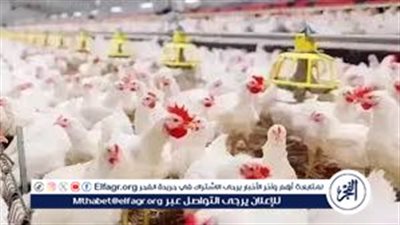 بورصة الدواجن.. أسعار الفراخ البيضاء اليوم السبت 30-8-2025 في قنا