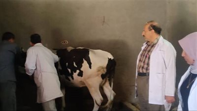  تحصين 76 الف و282 رأس ماشية للتحصين ضد مرض الحمى القلاعية والوادي المتصدع بالمنوفية