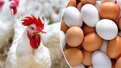 بورصة الدواجن.. تراجع أسعار الفراخ البيضاء واستقرار سعر البيض اليوم الخميس 10-4-2025 