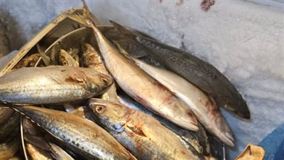 حملات صحية تعدم أغذية وتغلق 4 منشآت للخطر الداهم في الدقهلية 