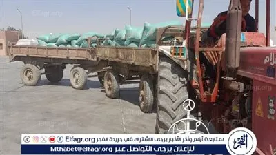 استقبال 1726 طن قمح بصوامع وشون المنيا مع بداية حصاد 2025