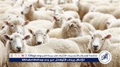 عيد الأضحى.. متى تذبح؟ كيف تختار؟ لمن توزع؟ دليلك لأضحية صحيحة ومقبولة