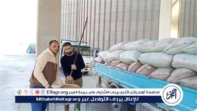 شون وصوامع المنيا تستقبل 16630 أطنان من القمح ضمن موسم حصاد 2025
