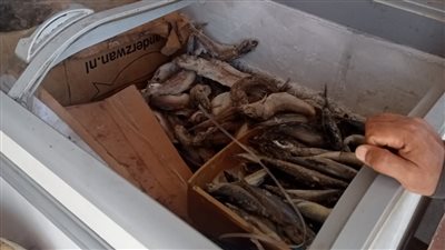  ضبط طن أسماك ومصنعات فاسدة خلال حملة تفتيشية في القليوبية