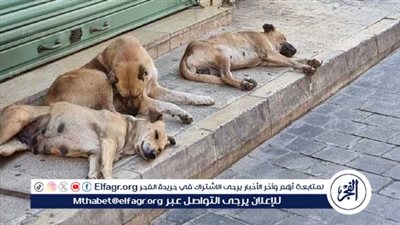 نقابة البيطريين تحذر: التخلص العشوائي من الكلاب يمثل خطرا بيئيا كبيرا (فيديو)