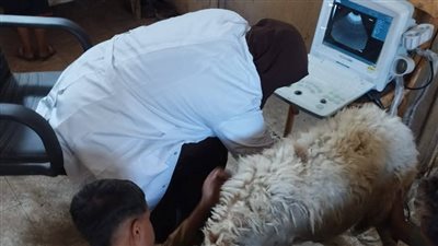 الكشف علي 210 راس ماشيه في قافلة بيطرية وإرشادية مجانية بقرية حجازة قبلي